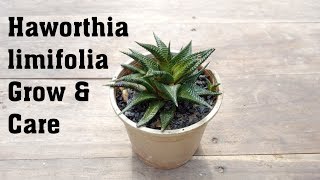 Succulent Haworthia limifolia Plant Grow and Caring Tips [upl. by Htebarual221]