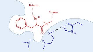 Chymotrypsin mechanism [upl. by Nylodnarb]