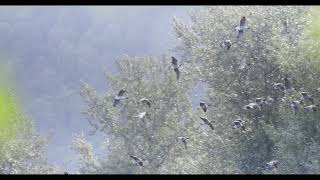 Canon R3  4k 120FPS  Canada Geese Whiffling before landing [upl. by Oile]