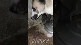 PUPPY CRY LOOKING FOR MOTHER DOG  Kopika shorts puppies [upl. by Aoh510]