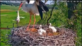 In another nest the Stork got rid of the fourth chickИ здесь четвертый лишний [upl. by Coppola]