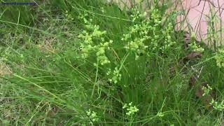 Tall flatsedge Cyperus eragrostis [upl. by Eilema905]