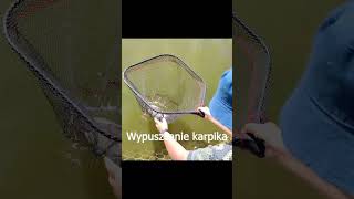 wypuszczanie karasia fishing wedkarstwo wedkowanie carpfishing fish angling edit [upl. by Elianore414]