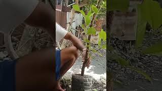 How to planting marcot guava gardenlifestyle farmers airlayering reelsvideo reelviral follow [upl. by Lrigybab766]