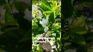 TabernaemontanaMilkwoodFlower Plantbeautifulnatureuttarakhandshortsviraltrendingyoutube [upl. by May]