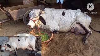 गर्मियों मे होने वाले मास्टाइटिस सही पहचान  Toxemia  Mastitis  Best Treatment Advice [upl. by Nikita]