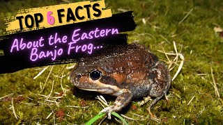 Facts About the Eastern Banjo Frog [upl. by Rapsac]