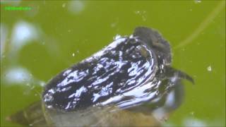 Lymnaea stagnalis Greater Pond Snail Spitzschlammschnecke [upl. by Ecikram]