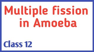 Multiple fission in Amoeba [upl. by Aner]