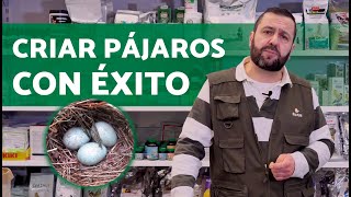 ¡Cría de Pájaros EXITOSA 🐣 Guía completa para PRINCIPIANTES [upl. by Maddocks907]