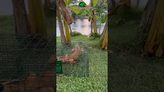 🦎 Trapping Big Iguanas In South Florida IguanaRemoval Trapping SouthFlorida [upl. by Euqinoj]