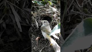 طائر نقشارة صفراء العجزبونلليWestern Bonellis warbler [upl. by Alet]