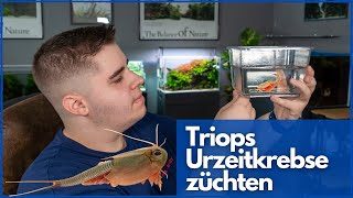 Ich züchte Triops URZEITKREBSE Triops Cancriformis Österreich [upl. by Ehcor391]