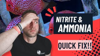 Dealing With Ammonia And Nitrite In Our Aquarium [upl. by Iruyas]