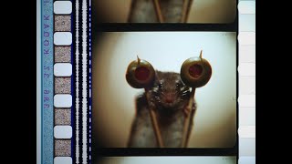 Mousehunt 1997 35mm film trailer flat open matte 1171 ratio 2520x2160 [upl. by Holli]