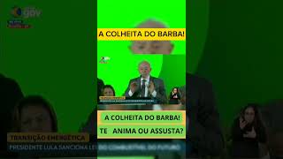 A COLHEITA DO BARBA [upl. by Haneen]