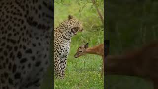 wildlife animals tiger dear hunting jungalsafari safari shorts shortsfeed youtubeshorts [upl. by Rebmyk504]