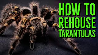 How To Rehouse a Tarantula  Terrestrial Species [upl. by Giah]