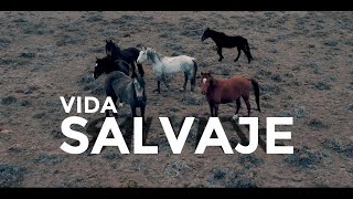 CABALLOS SALVAJES en la Patagonia Argentina DJI Air 2 s [upl. by Hirschfeld]