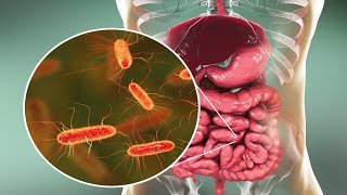 Microorganisms and Humans Commensal and Pathogenic Flora [upl. by Lonnard]