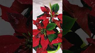 Poinsettia plant youtubeshort plants garden [upl. by Queston149]