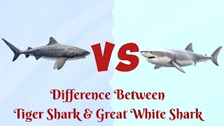 Tiger Shark VS Great White SharkWho is more Powerful [upl. by Nnairrek376]