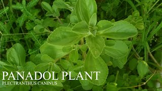 Benefits of Panadol Plant  Plectranthus Caninus [upl. by Ainnos]