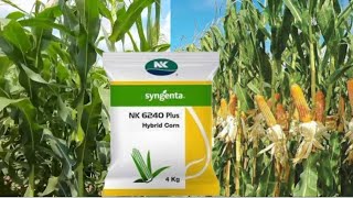 syngenta ka Hybrid makka  syngenta ka nk 6240 makka Hybrid  Hybrid corn 🌽🌽🌽🌽🌽 [upl. by Yak]