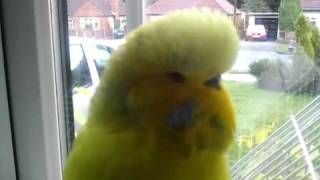 Charlie the talking Budgie [upl. by Arnon]