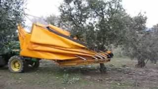 Harvest of organic olives with mechanical vibration in Douro [upl. by Nauqel43]