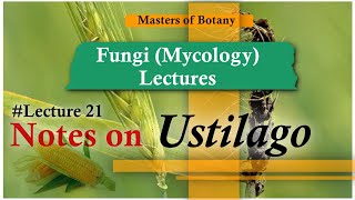 Lecture 21  Ustilago Life cycle Loose amp Covered Smut  Fungi Mycology Lecture  Notes [upl. by Eniar]