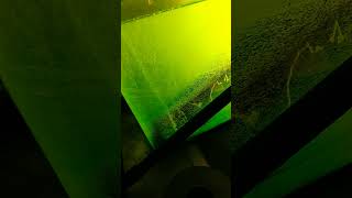 Lighting causing cell lysis chlorella science biofuel sustainability algae diy [upl. by Nyloc635]