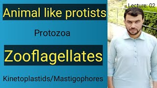 animal like protists in pashtu  protozoans  zooflagellates  kinetoplastids  mastigophores [upl. by Berstine]