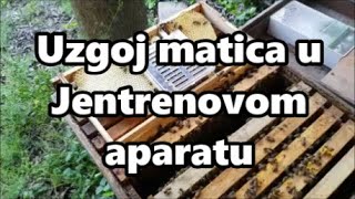 Uzgoj matica jentrenovim aparatom [upl. by Monteith]