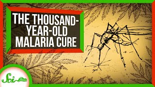 How an Ancient Remedy Became a Modern Cure for Malaria [upl. by Crispa]