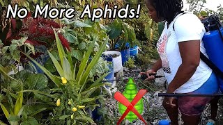 No More Aphids In My Garden Organic Pest Control [upl. by Nyvets]