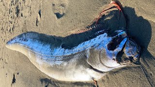 湘南の浜に打ち上がった3mのリュウグウノツカイを食べてみたら驚愕の味だった【地震と深海魚】 [upl. by Kcirdehs]