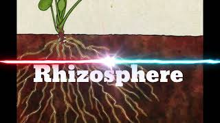 Rhizosphere [upl. by Oneladgam]