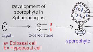 Evolution of Sporophytes in Bryophytes quot Progressive Sterilization of Sporogenous Tissuebryophytes [upl. by Oidualc265]