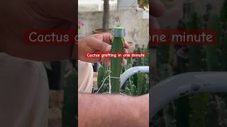 Cactus grafting in one minutes cactusgraft grafting plants [upl. by Gayle]