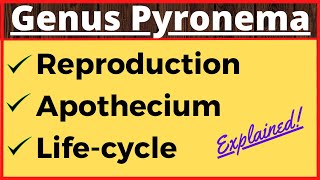 Genus Pyronema  Crozier Formation in Ascomycetes  Life Cycle  Ascospore Formation in Fungi Botany [upl. by Eldwin]