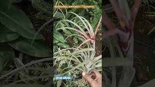 Tillandsia Schatzlii Blooming airplant airplantcare garden [upl. by Otrebireh]