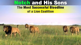 The Legend of Notch Coalition  The Most Famous Lion Coalition of Maasai Mara Kenya [upl. by Kamila]