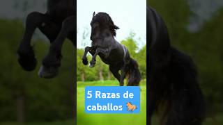 5 Razas de caballos 🐎 del mundo 🌍 [upl. by Wilt]