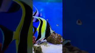 Beautiful Moorish Idol Fish are marine rayfinned fish saltwater marinelife saltwaterfish [upl. by Enyrehtak]