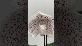 Paphiopedilum S Gratrix x Bellatulum [upl. by Ecirted]