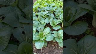 My organic vegetable garden garden youtubeshorts [upl. by Riehl667]