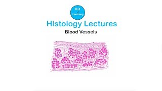 Histology Lectures  Blood Vessels  Dr Ashok K R [upl. by Bouchard]