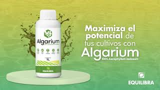 4 beneficios de Algarium  100 Ascophyllum nodosum [upl. by Placida]