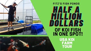 Half a Million Dollars of KOI in one spot USA KOI Farm Tour [upl. by Dur]